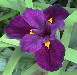Louisiana Iris - Empress Josephine